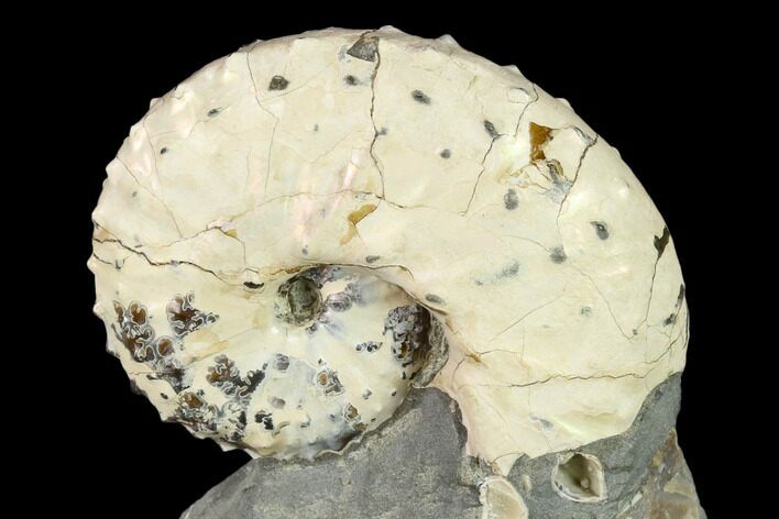 Discoscaphites Gulosus Ammonite - South Dakota #130749